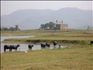Khanpur lake - water buffaloes